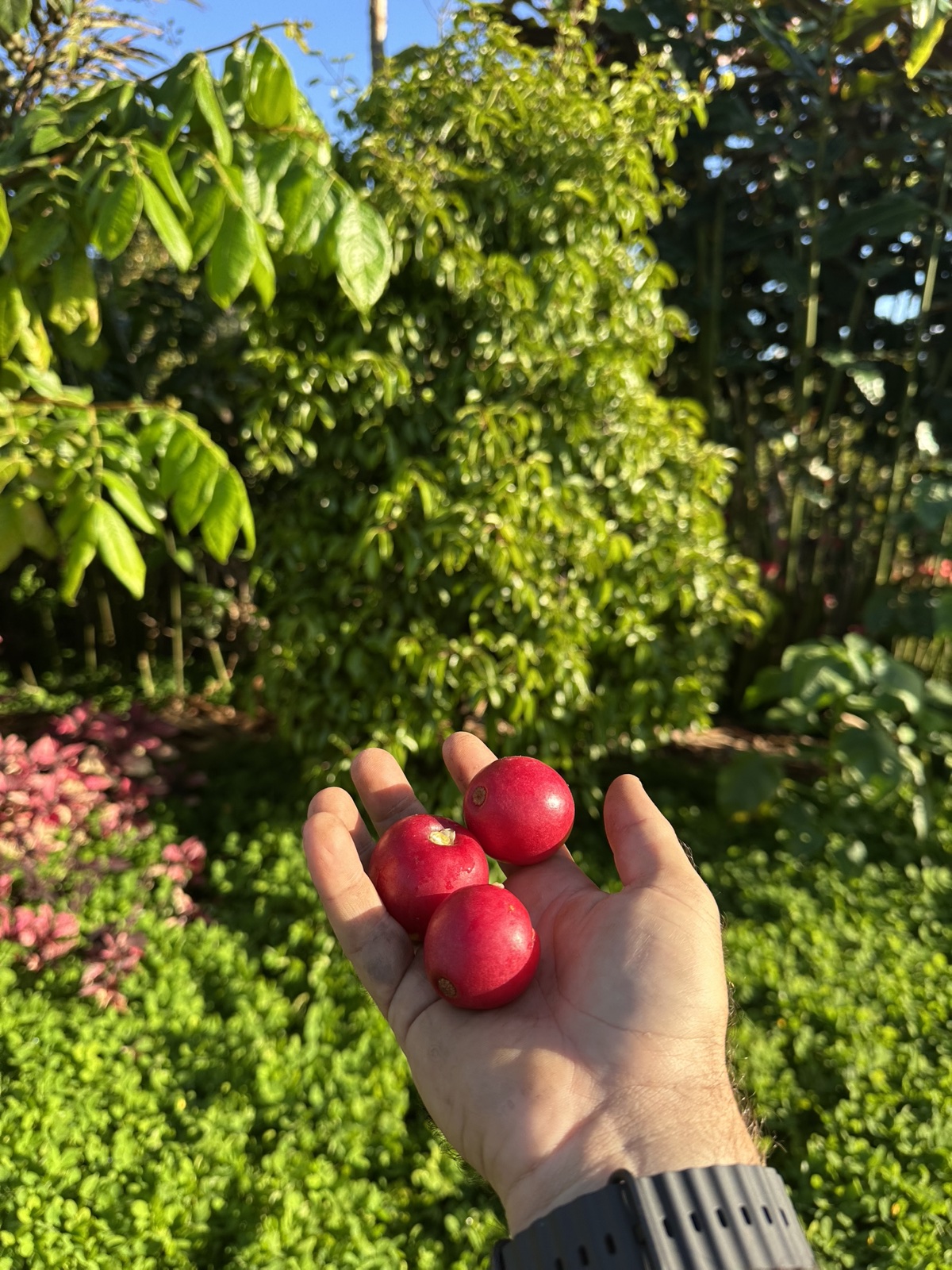Fresh red tropical fruit held in a hand among the orchard trees
