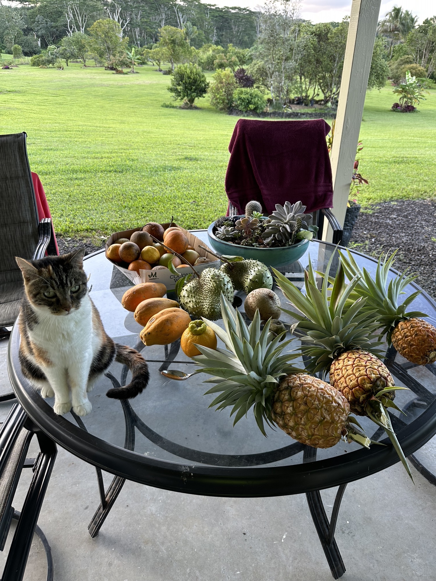 A table filled with pineapples and other fruit harvested at Shaka Farms
