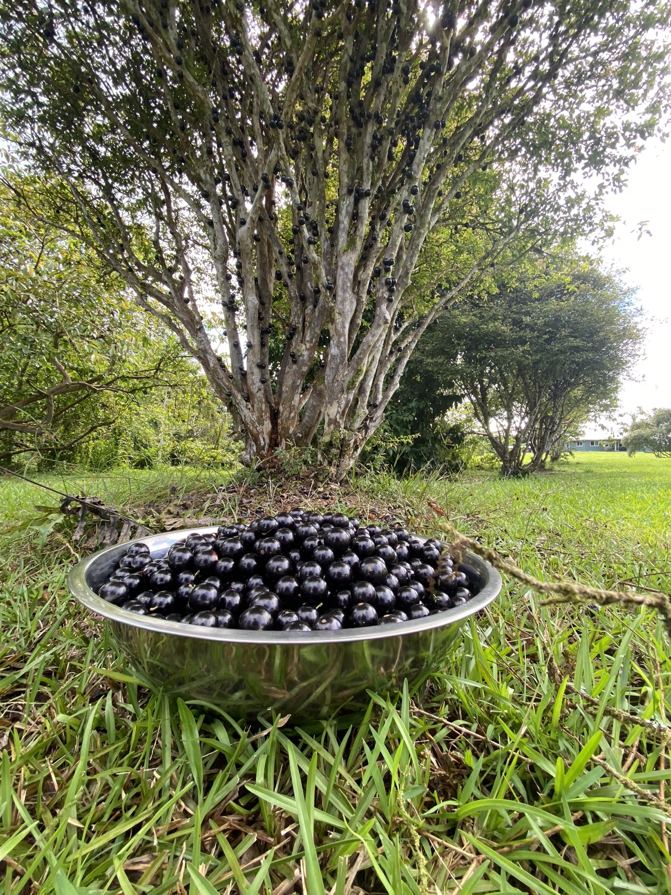 Freshly harvested jaboticaba