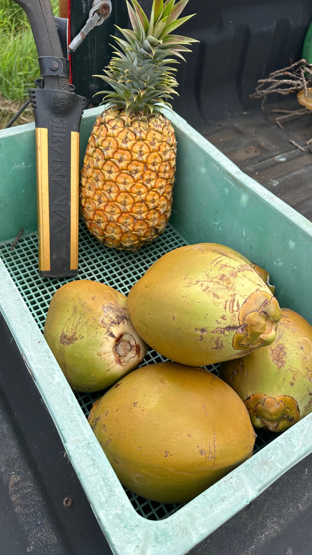 Farm-grown coconuts and a pineapple gathered after harvest