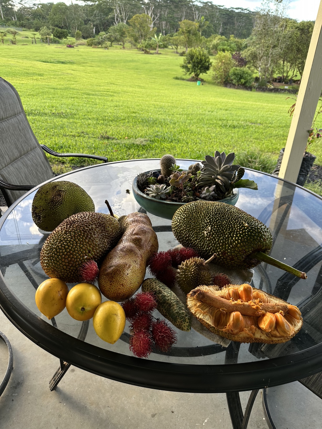 Jackfruit, rambutan, citrus, and other tropical fruit arranged on a table overlooking the farm